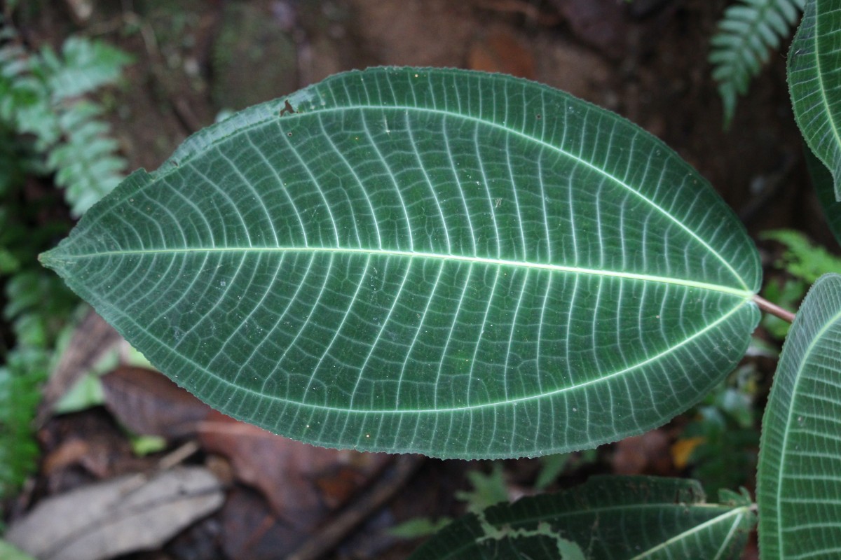 Miconia calvescens DC.